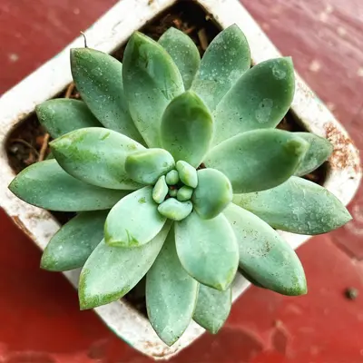 Echeveria Elegans succulent variety