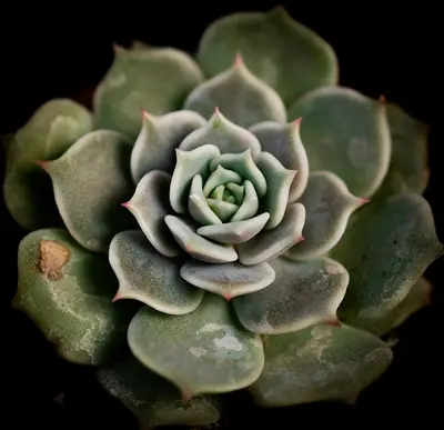 Echeveria 'Lola' succulent variety