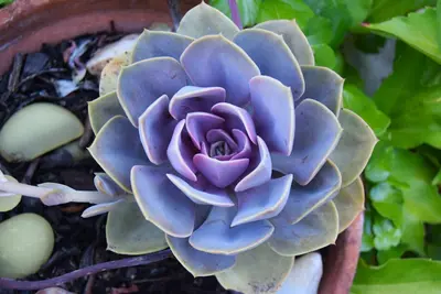 Fresh succulents & cacti varieties for your garden