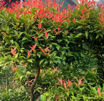 a bush with red flowers and green leaves