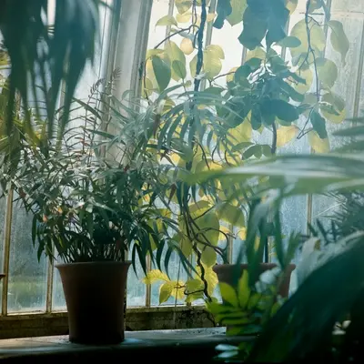 Ghost Plant succulent variety