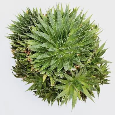 Haworthia cooperi succulent variety