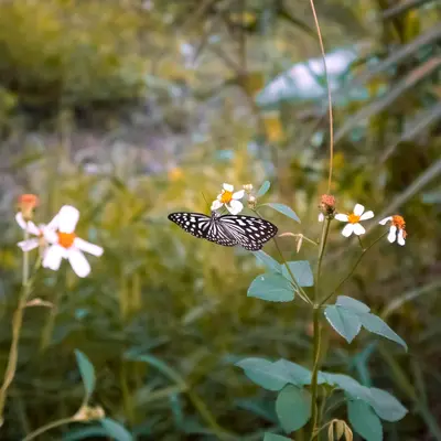 a butterfly on a flower
