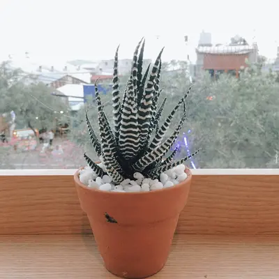 Haworthia Zebra Plant succulent variety