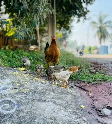a group of chickens standing on the side of a road