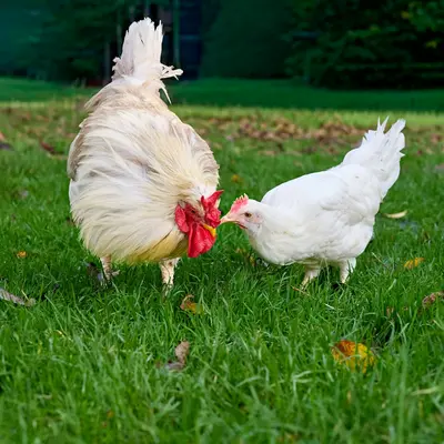 Two chickens grazing on green grass