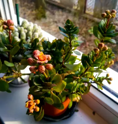 Jade Plant succulent variety