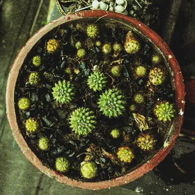Lithops 'Living Stones' succulent variety