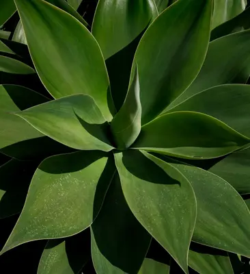 Paddle Plant succulent variety