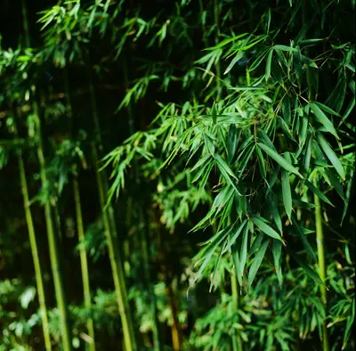 a bunch of bamboo trees that are next to each other