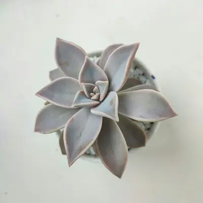 A pale succulent plant in a white pot.