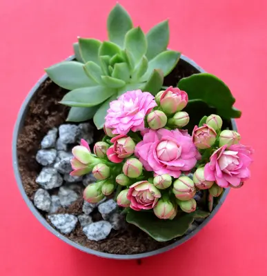 Roseum succulent variety