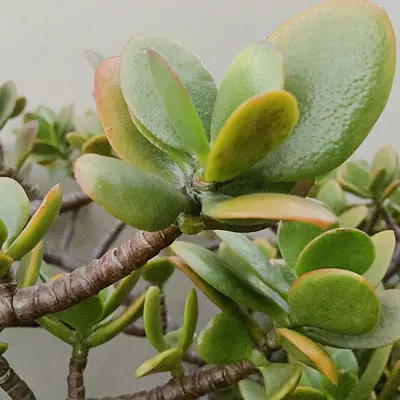 Rubber Plant succulent variety