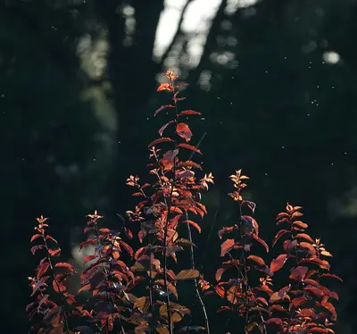 Red plants stand tall against a dark background.