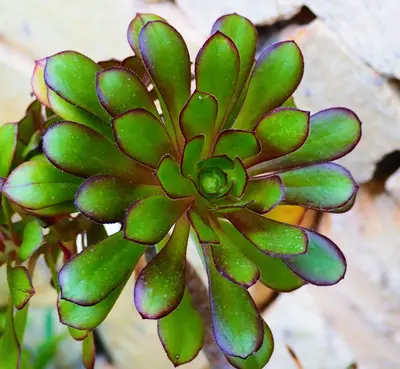 Sedum rubrotinctum 'Jelly Bean Plant' succulent variety