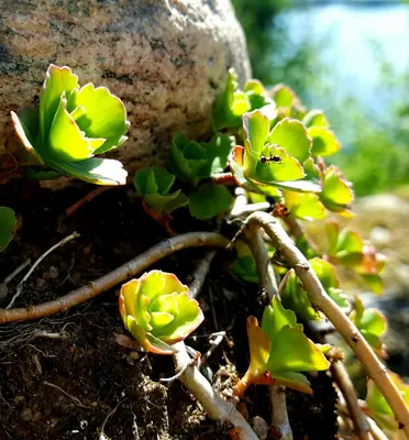Sedum Spurium succulent variety