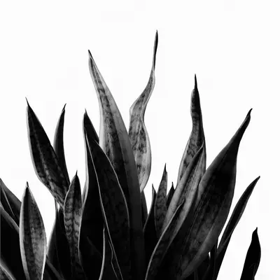 Snake Plant succulent variety