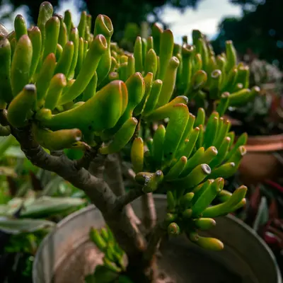 String of Bananas succulent variety