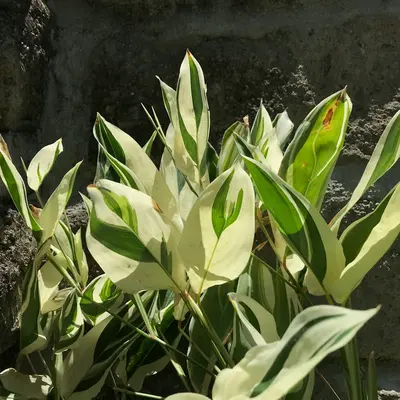 Variegated leaves of a plant against stone wall.