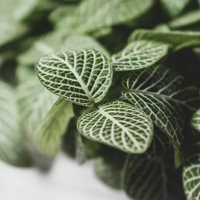 Zebra Plant succulent variety