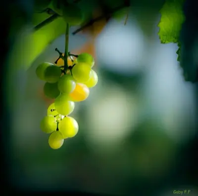 A bunch of green grapes hanging from a vine