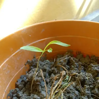 a close up of a plant in a bowl