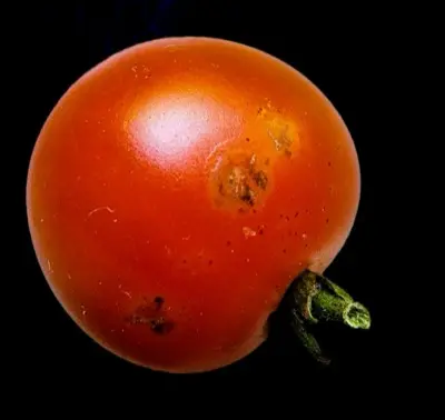 Black Cherry tomato variety