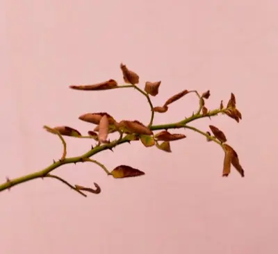 green plant on white background