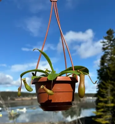 a potted plant hanging from a hook