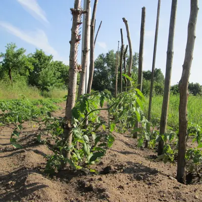 Tomatoes for Zone 1