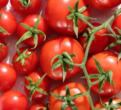 A close-up view of ripe red tomatoes on the vine.