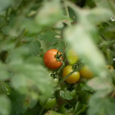 Costoluto Genovese tomato variety