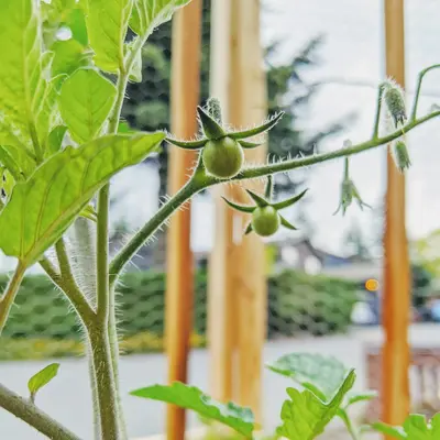 De Milpa tomato variety