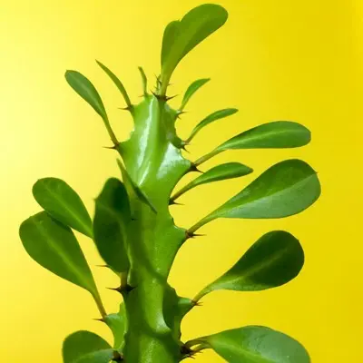 green plant