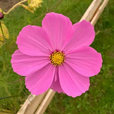 a large pink flower with a yellow center
