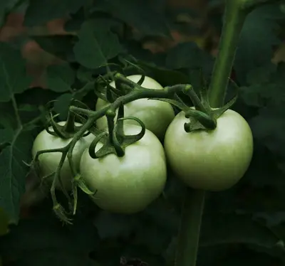 Homestead 24 plant