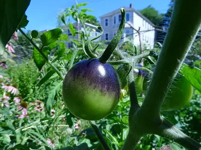 a tomato cut in half on a white surface