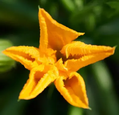 A vibrant orange zucchini flower is blooming.
