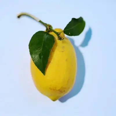 Lemon Drop tomato variety