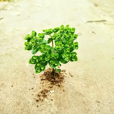 a small green plant sprouts out of the sand