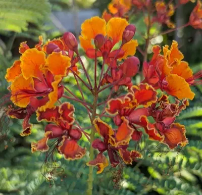 Phoenix plant