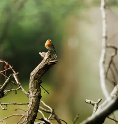 A small robin perched on a dead tree branch.