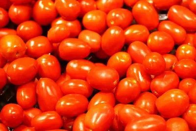 Roma (Solanum lycopersicum 'Roma')