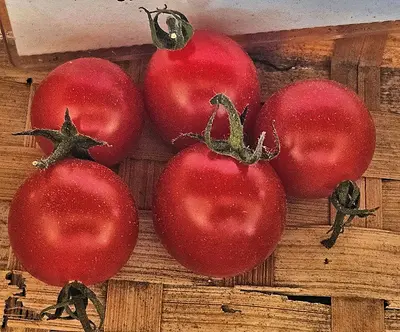 sliced tomato on white background