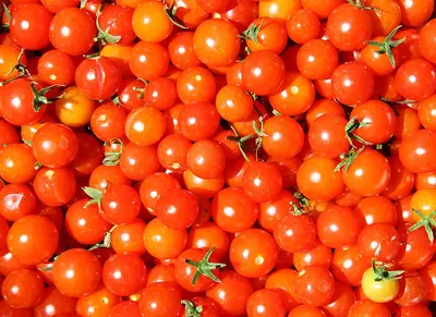 sliced tomato on white background