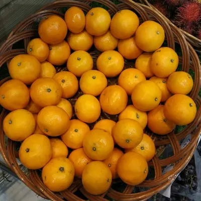 Yellow Brandywine tomato variety