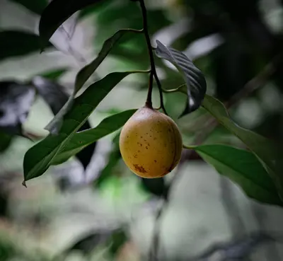 Alphonso Mango plant