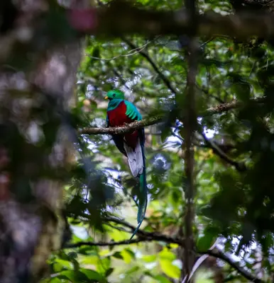 A colorful bird sitting on top of a tree branch