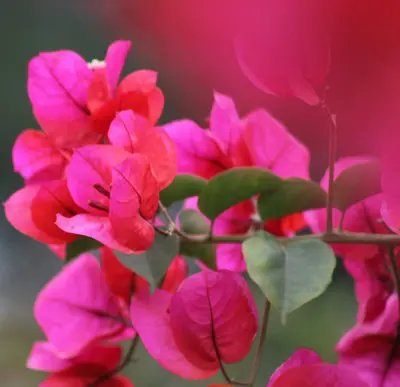 Vibrant pink bougainvillea flowers bloom on a branch.