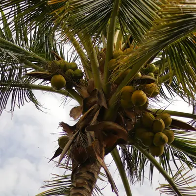 A coconut palm tree with green coconuts.